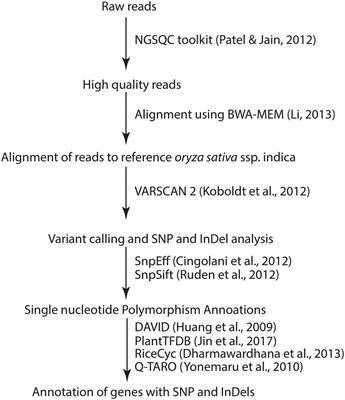 Exploring Genomic Variations in Nematode-Resistant Mutant Rice Lines